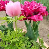 アネモネ,チューリップ,乙女心,ガーデニング,ピンクの花の画像