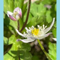 ニリンソウ,ハツユキカズラ,山野草,花のある暮らし,お花大好き♡の画像
