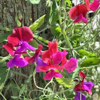 スイートピー,スイートピー,公園,散歩の画像