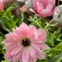 アネモネ,感謝,花のある暮らし,いつまでも,き　れ　い❤の画像