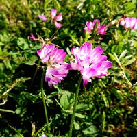 レンゲソウ,フレンチラベンダー,フレンチラベンダー,田んぼ,れんげ畑の画像