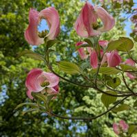 ネモフィラ,ハナミズキ,リナリア,ルピナス,ビオラの画像