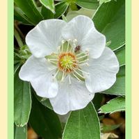 アルストロメリア,ウンナンシロキンバイ,山野草,花のある暮らし,お花大好き♡の画像