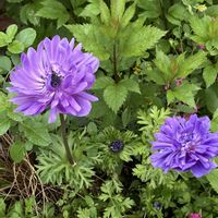 アネモネ,アネモネ,ヤツデ,八重桜,イロハモミジの画像