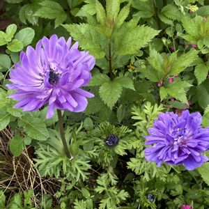 アネモネ,アネモネ,ヤツデ,八重桜,イロハモミジの画像