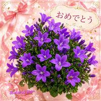 ベルフラワー,ブルーメッセあきた,スーパーベナ,美しき青きドヨウ,チーム・ブルーの画像