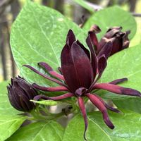 クロバナロウバイ,ポポー,京都府立植物園の画像