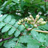 サンショウ,我がハイツの植物(^^),サンショウ(^^),2018年同期集まれ♪の画像