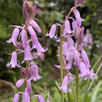 オーニソガラム,シラー・カンパニュラータ,釣鐘水仙,スパニッシュ・ブルーベル,ツリガネズイセン(釣鐘水仙)の画像