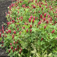 ストロベリーキャンドル,薔薇,芍薬,ベニバナツメクサ,Have a good day✨の画像