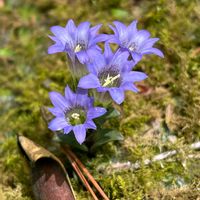 フデリンドウ,リンドウ,山野草,越年草,筆竜胆（ふでりんどう）の画像