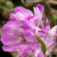 レンゲソウ,タネツケバナ,オランダミミナグサ,いつもありがとう♡,花のある暮らしの画像