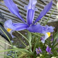 アイリス,寄せ植え,鉢植え,球根,紫色の花の画像