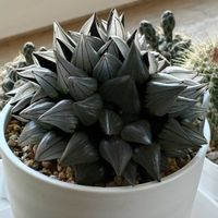 ハオルチア,碧魚連,緑亀の卵,カリシアロザート,北海道の画像