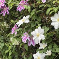 アメリカンブルー,クレマチス,甘夏の花の画像