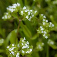 ノイバラ,オニグルミ,ノヂシャ,雄花.,雌花.の画像