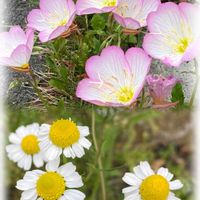 カモミール,ナガミヒナゲシ,ニワゼキショウ,ネメシア,ヒルザキツキミソウの画像