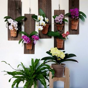 ファレノプシス,胡蝶蘭,ミニ胡蝶蘭,ミニ胡蝶蘭,アスプレニウムの画像