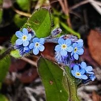 キュウリグサ,癒しのひと時,元気になれるね♡,庭の画像