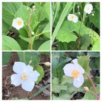 シラユキゲシ,シラユキゲシ(スノーポピー),山野草,マンションの花壇,コラージュ仲間達の画像