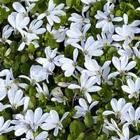 エクボソウ,プラティア(エクボソウ),ハンギングバスケット,熊本,熊本からの画像