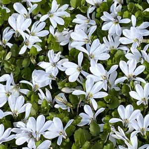 エクボソウ,プラティア(エクボソウ),ハンギングバスケット,熊本,熊本からの画像