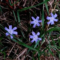 チオノドクサ,お出かけ先の画像