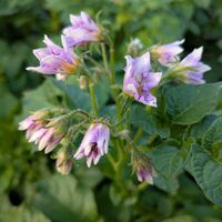 ジャガイモの画像