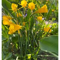 スイセン,地植え,4月,庭の画像