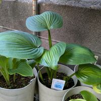 ギボウシ,アボカド　Avocado,アメリカンスウィートハート　American Sweetheart,アメリカンハロー　American Halo,アリストクラット　Aristocratの画像