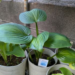 ギボウシ,アボカド　Avocado,アメリカンスウィートハート　American Sweetheart,アメリカンハロー　American Halo,アリストクラット　Aristocratの画像