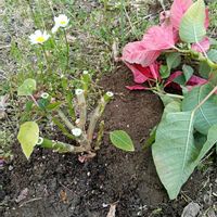 ポインセチア,ポインセチア,庭の画像