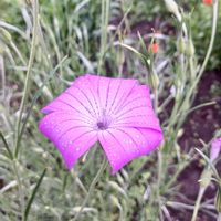 アグロステンマ,アグロステンマ,花のある暮らし,種蒔きから,チーム愛知の画像