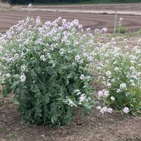 大根,白菜,大根の花,白菜の菜の花,家庭菜園の画像