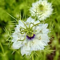 ニゲラ,オルレア,山野草,モフモフ,꒰ღ˘◡˘ற꒱かわゅ~の画像