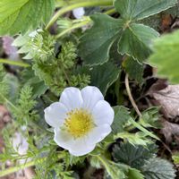 イチゴ,GS9年生,庭の画像