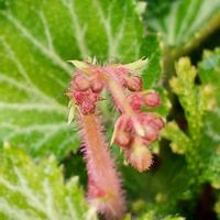 ユキノシタの画像