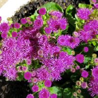 アゲラタム,アゲラタム スターマイン,鉢植え,花のある暮らし,植物のある暮らしの画像