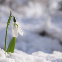 スノードロップ,きれい,白い花,植中毒,春の訪れの画像
