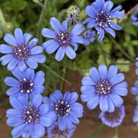 ブルーデージー,ビオラ　ラブラドリカ,フェリシア,散歩,青い花の画像