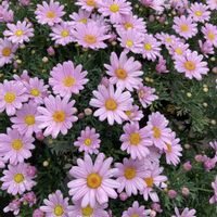 イチハツ,マーガレットの画像