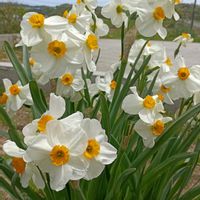 スイセン,春のお花,家で咲いている花の画像