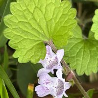 ツタバウンラン,カキドオシ,散歩,山野草,青い花の画像
