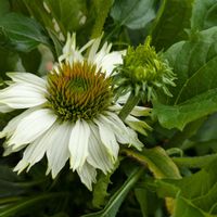 エキナセア,エキナセア,花のある暮らし,お花大好き♡の画像