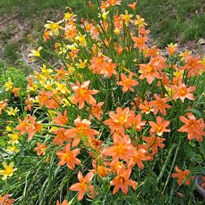 ホメリア,うどん県人会,ちーちゃん産,うどん県西支部,畑の画像