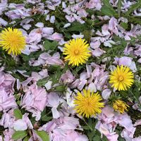 タンポポ,いつもの散歩道,平和を願う☆,いつまでも友達でいよう♡の画像