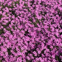 シバザクラ,お出かけ先にての画像