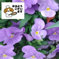 ビオラ,紫の花,プランター栽培,ビオラの栽培,土曜日は紫の花の画像