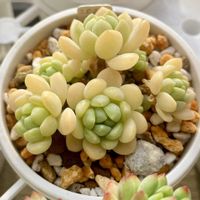 メイプルハニー,多肉植物,多肉中毒,つぶつぶ,タニラーの画像