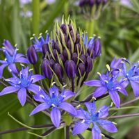 シラー,ペルビアナの画像